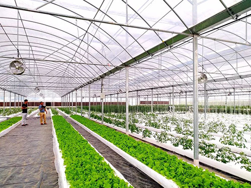 蔬菜大棚建设