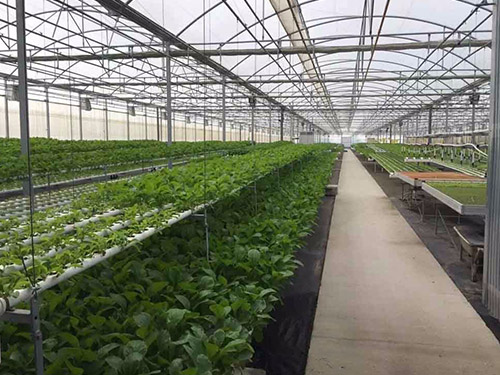 蔬菜薄膜温室