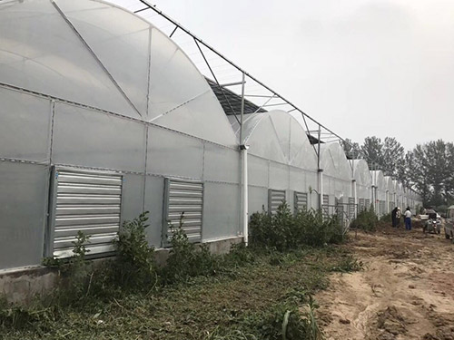 双拱连栋薄膜温室