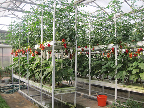 无土栽培大棚